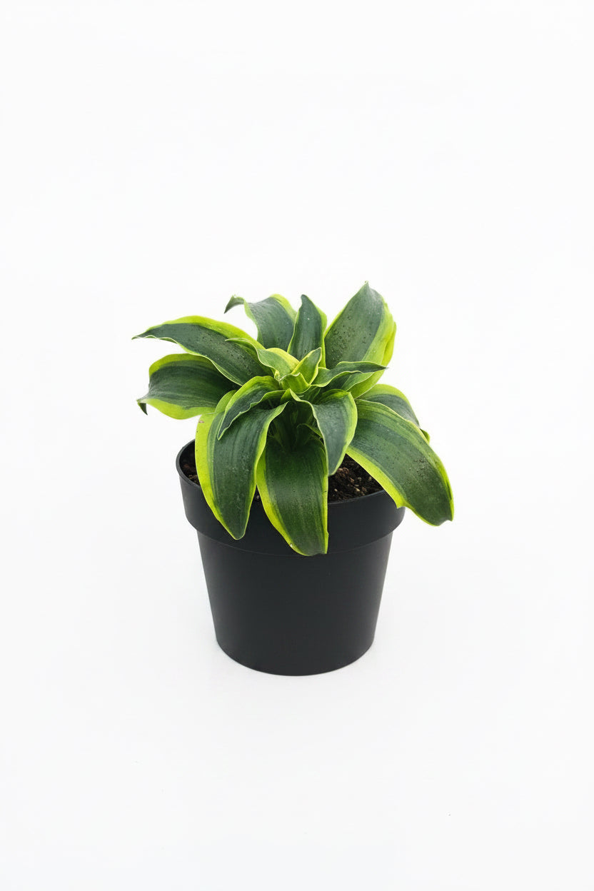 Dracaena Tornado (4")