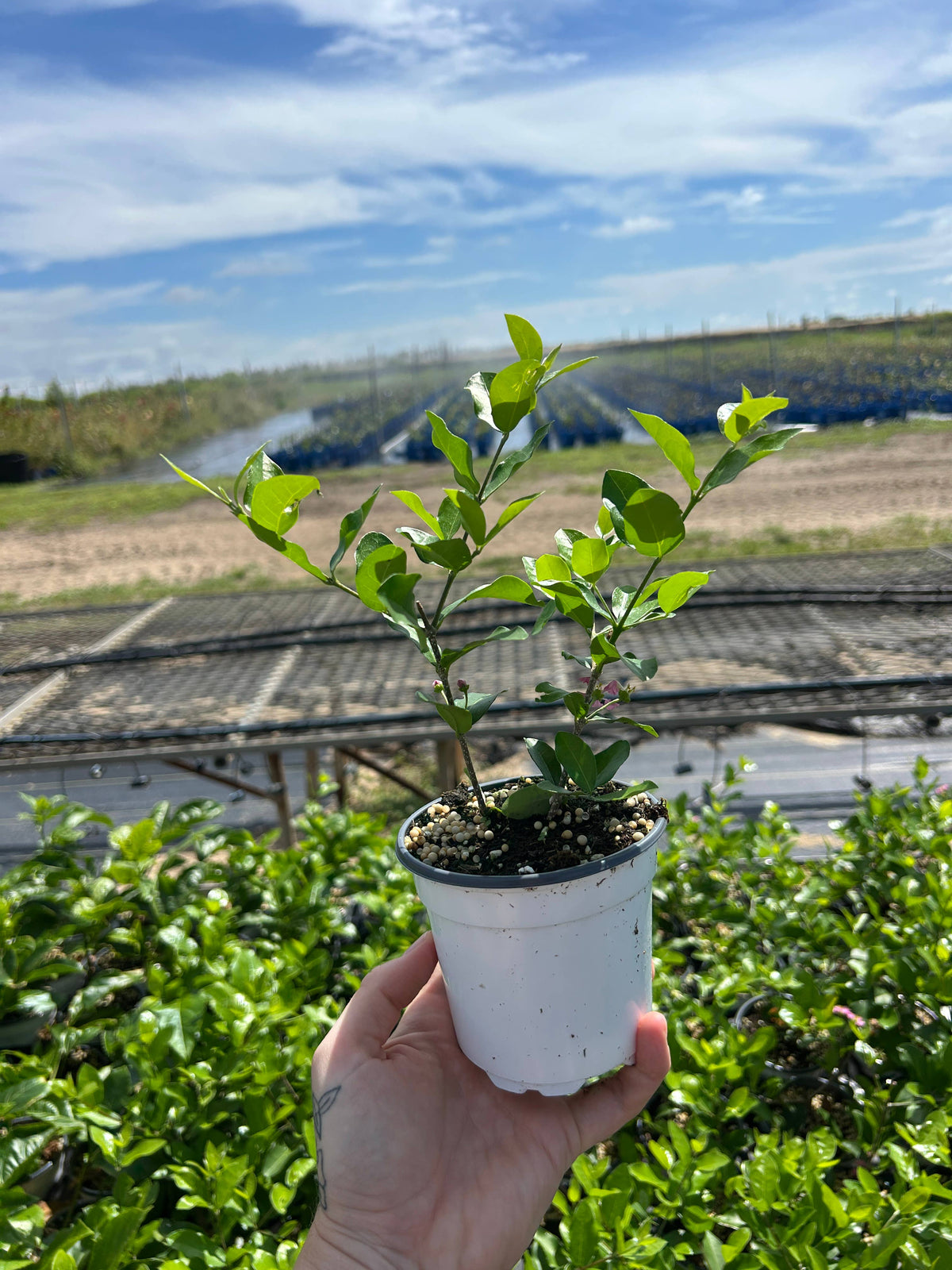 4" 'Barbados Cherry' (Malpighia emarginata)