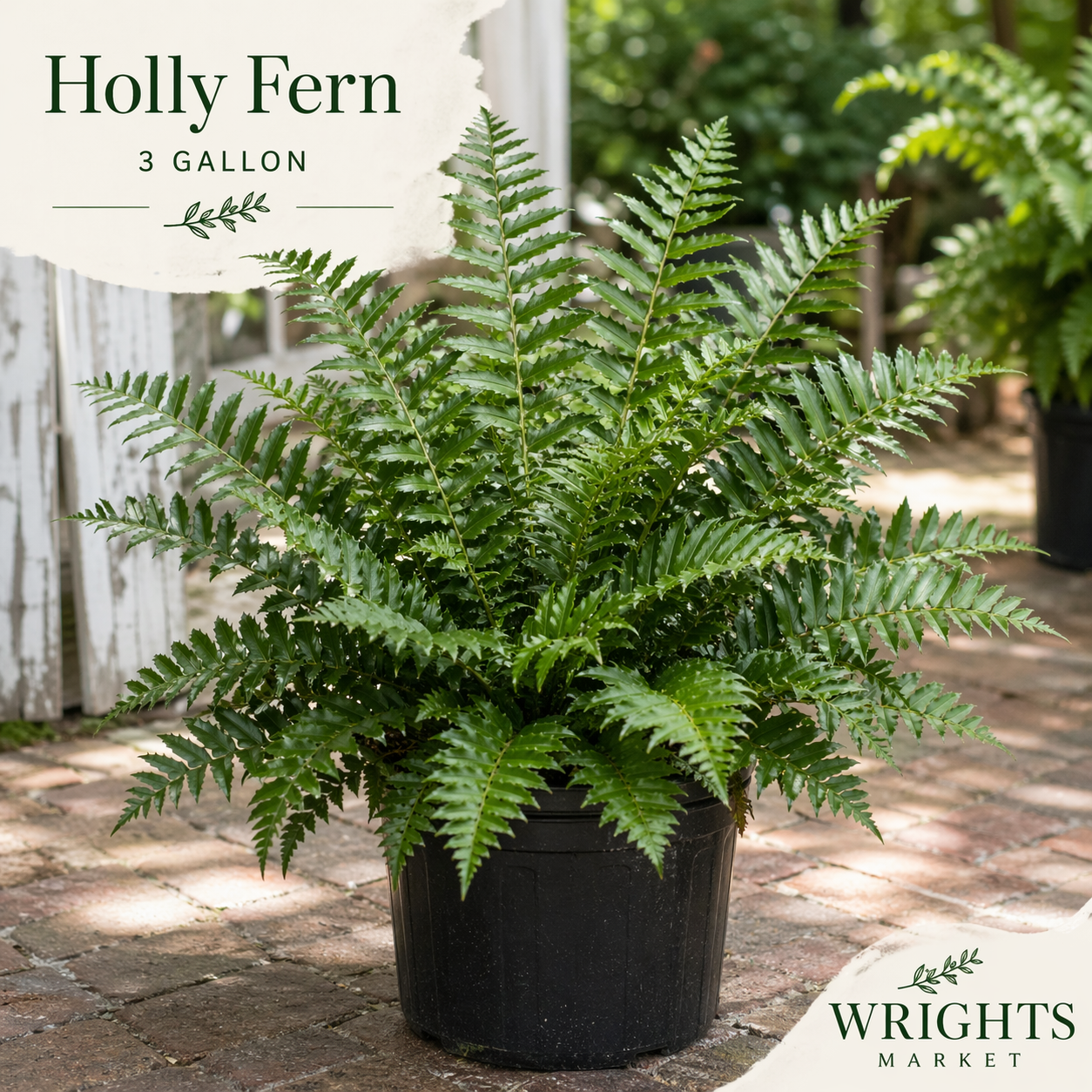 šæ 1 Gallon Holly Fern A timeless Southern favorite with graceful strength and evergreen beauty