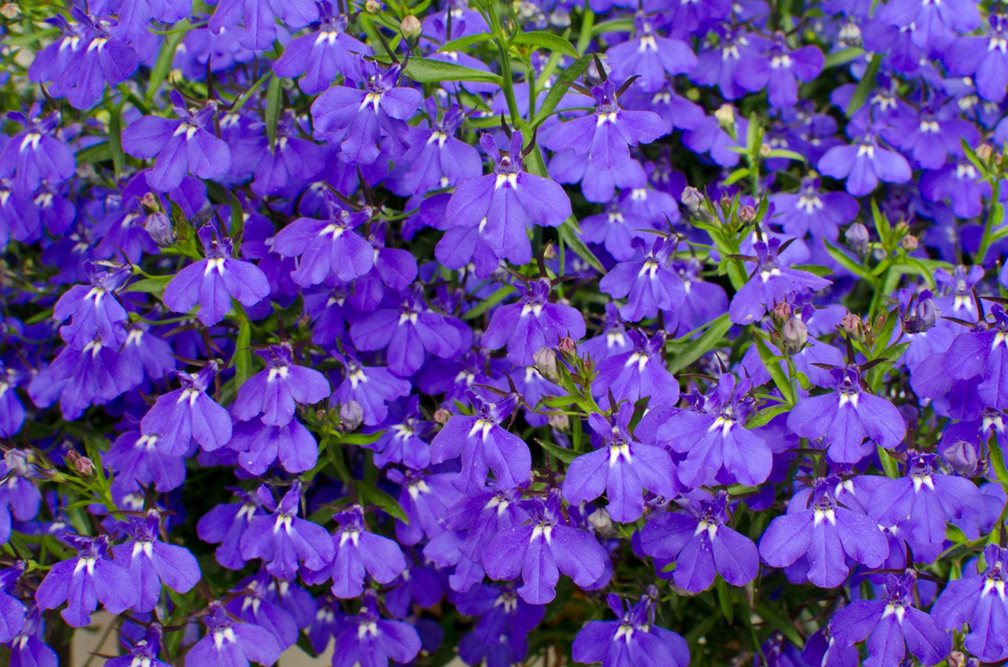 Lobelia "RIveria"