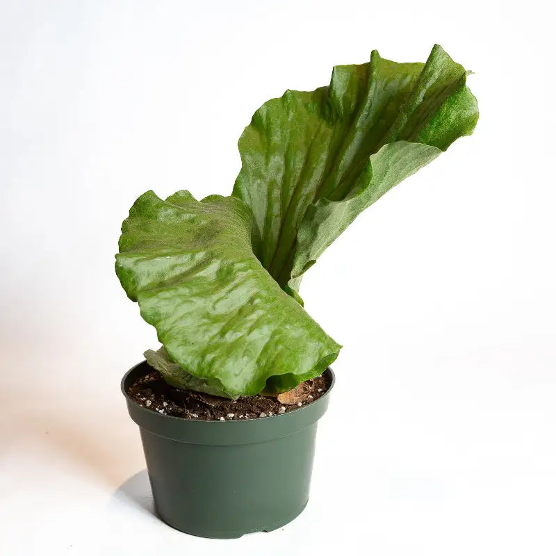 Elephant Staghorn Fern in Crate – 8"