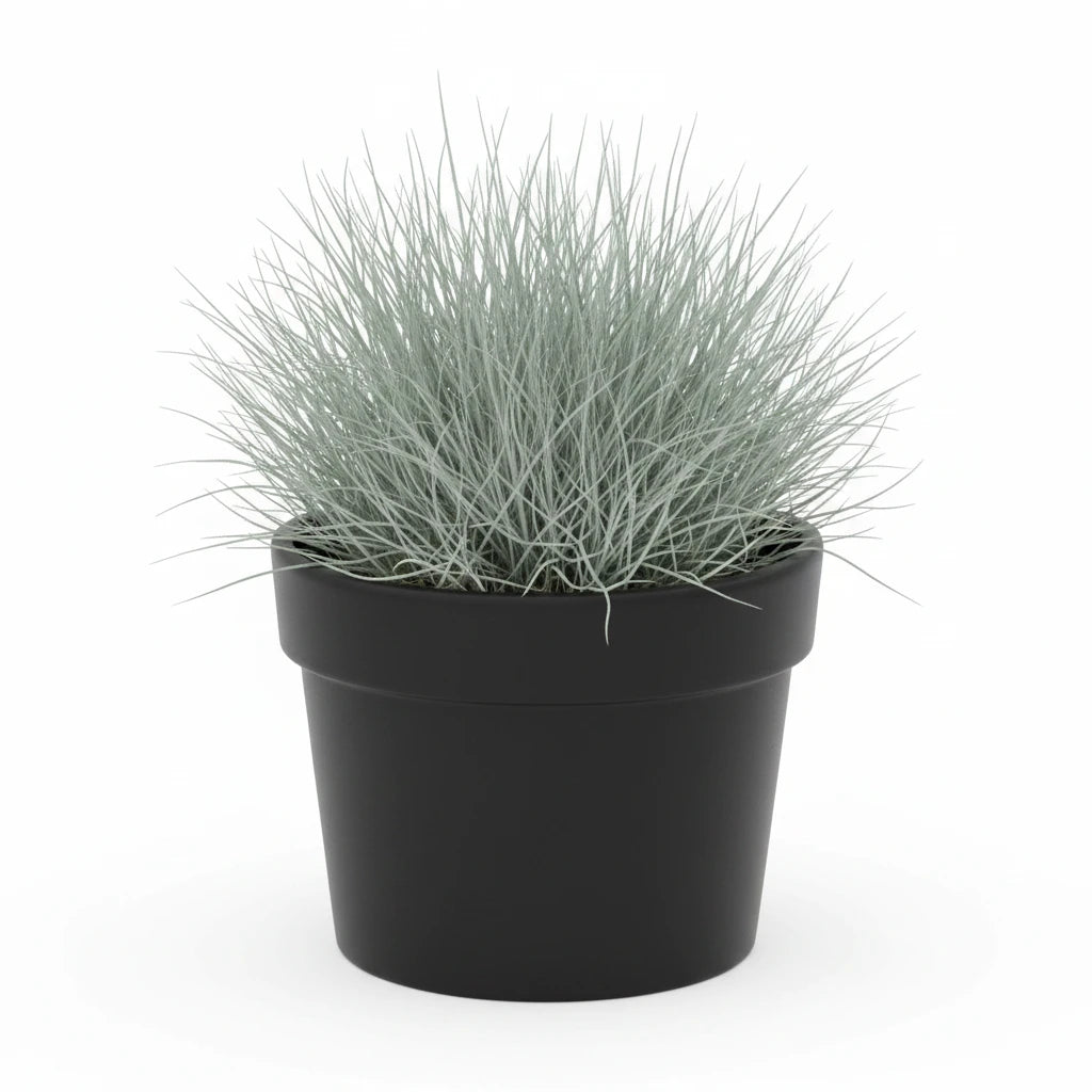 π Blue Fescue Grass β 4β Pot