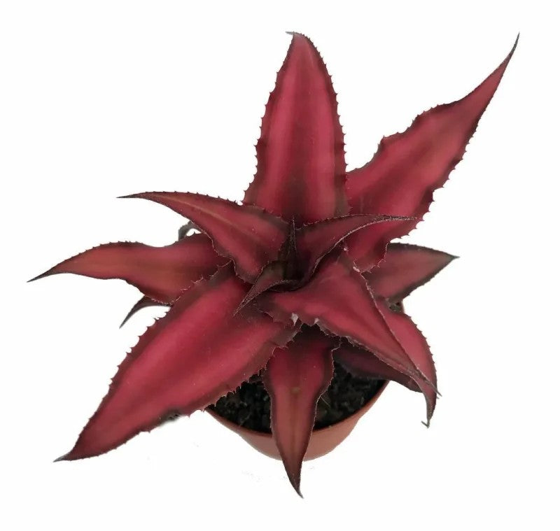 Cryptanthus 'Earth Star' – 2" Pot
