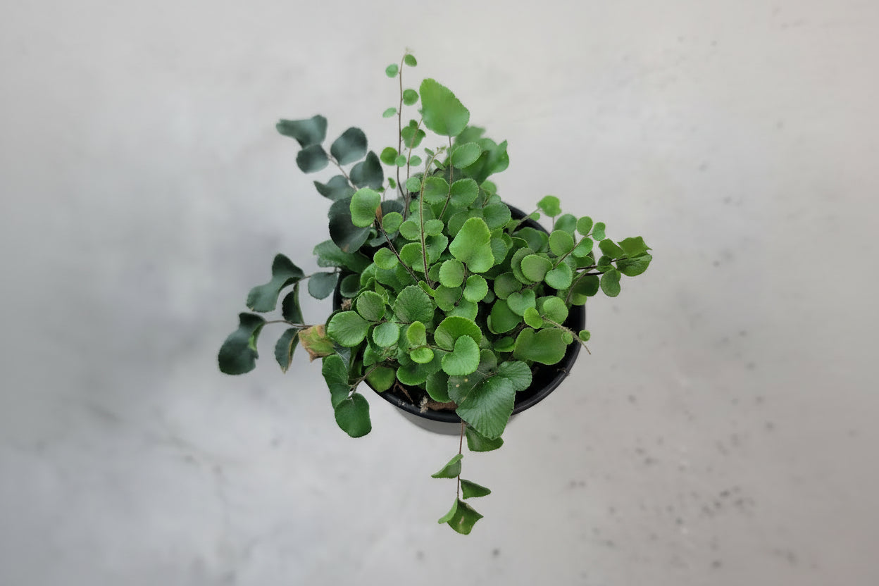 4.5" Button Fern