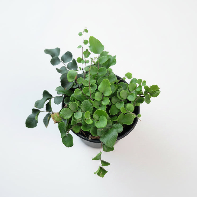 Button Fern (4.5")