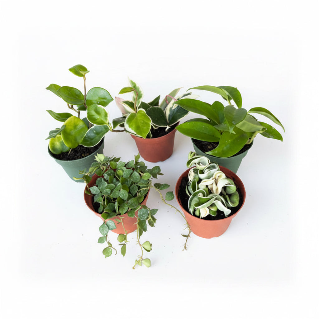 Assorted Hoya (4")