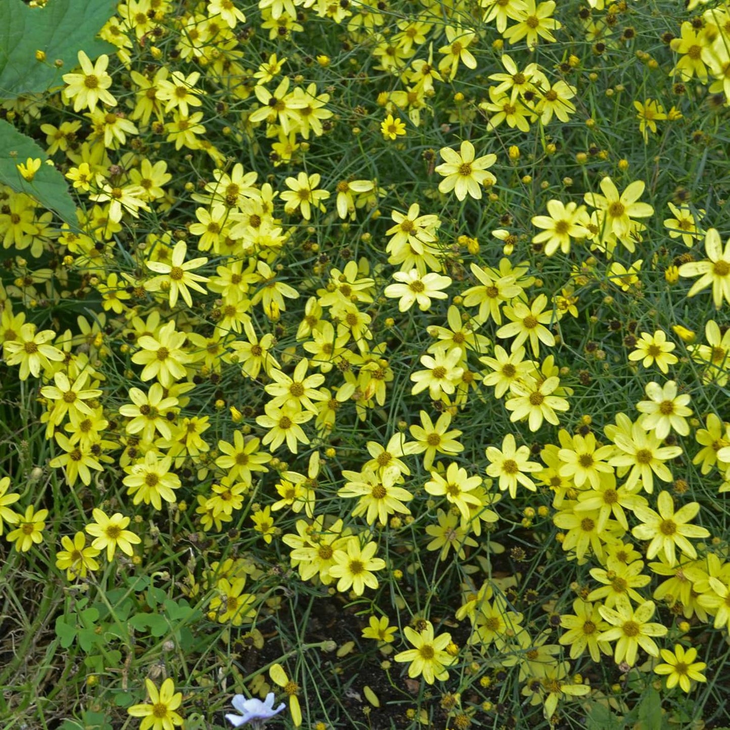 🌼 Coreopsis ‘Moonbeam’ – 1 Gallon (Yellow)
