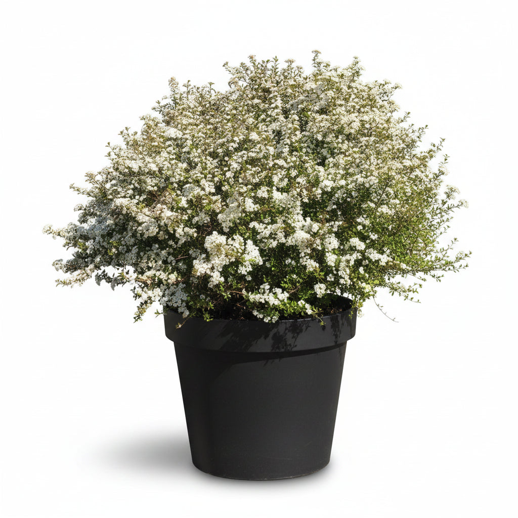 Dwarf Walters Viburnum (3 Gallon)