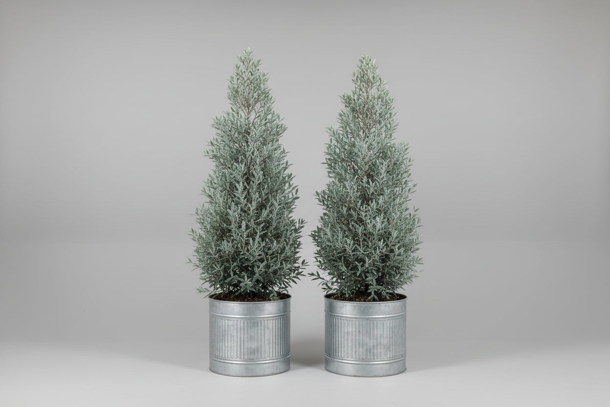 Blue Podocarpus (15 Gallon)