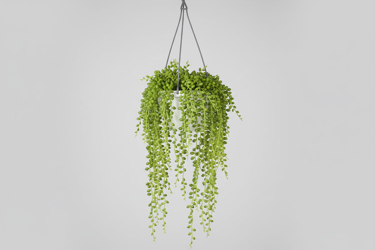 String of Pearls Hanging Basket (Senecio rowleyanus)