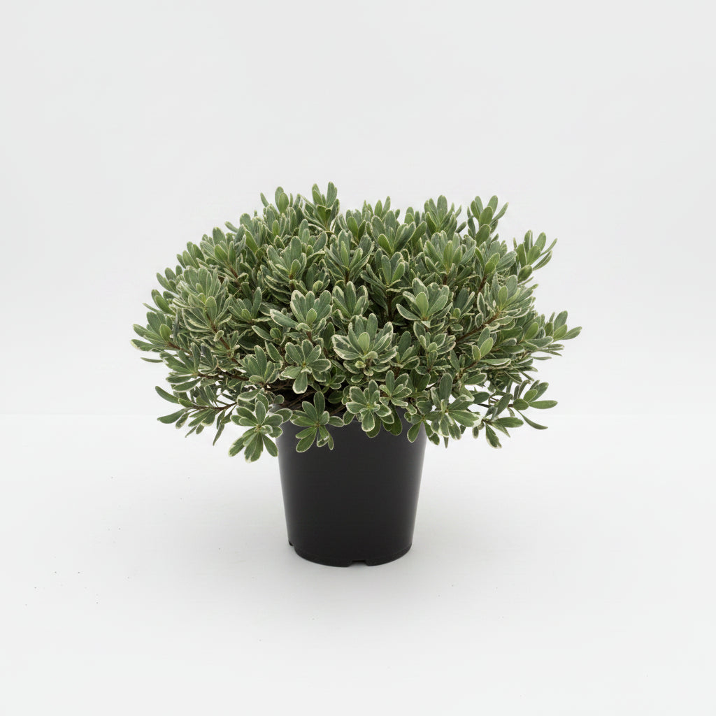 Variegated Pittosporum (3 Gallon)