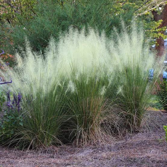 White Cloud Muhly Grass 3g