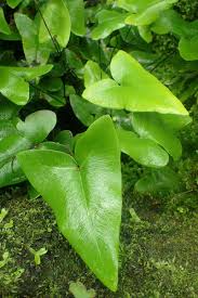 Heart Leaf Fern