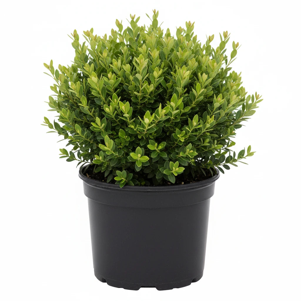 🌿 Inkberry Holly (3 Gallon)