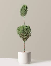 Blue Point Juniper 2-Ball Topiary – #5 Gal