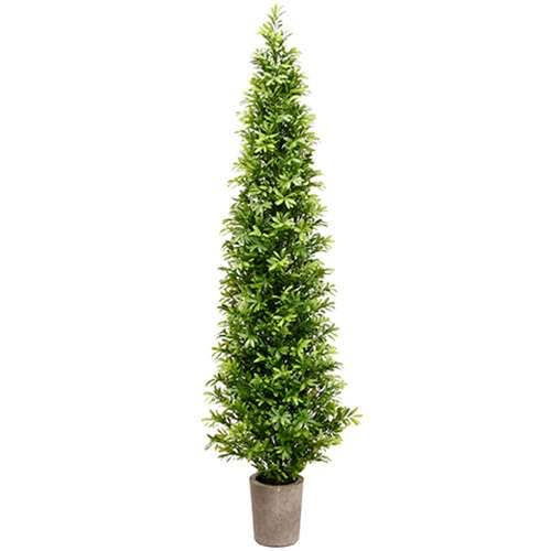 Podocarpus Meta Cone Topiary – 7 Gallon