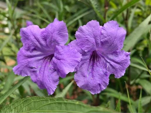 Ruellia Mexican Petunia – 3 Gallon