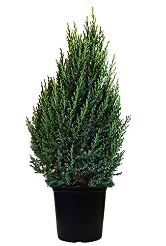 Blue Point Juniper – 15 Gallon