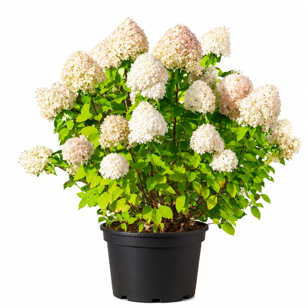Hydrangea Limelight 5 Gallon