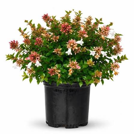 Abelia Rose Creek 1 Gallon
