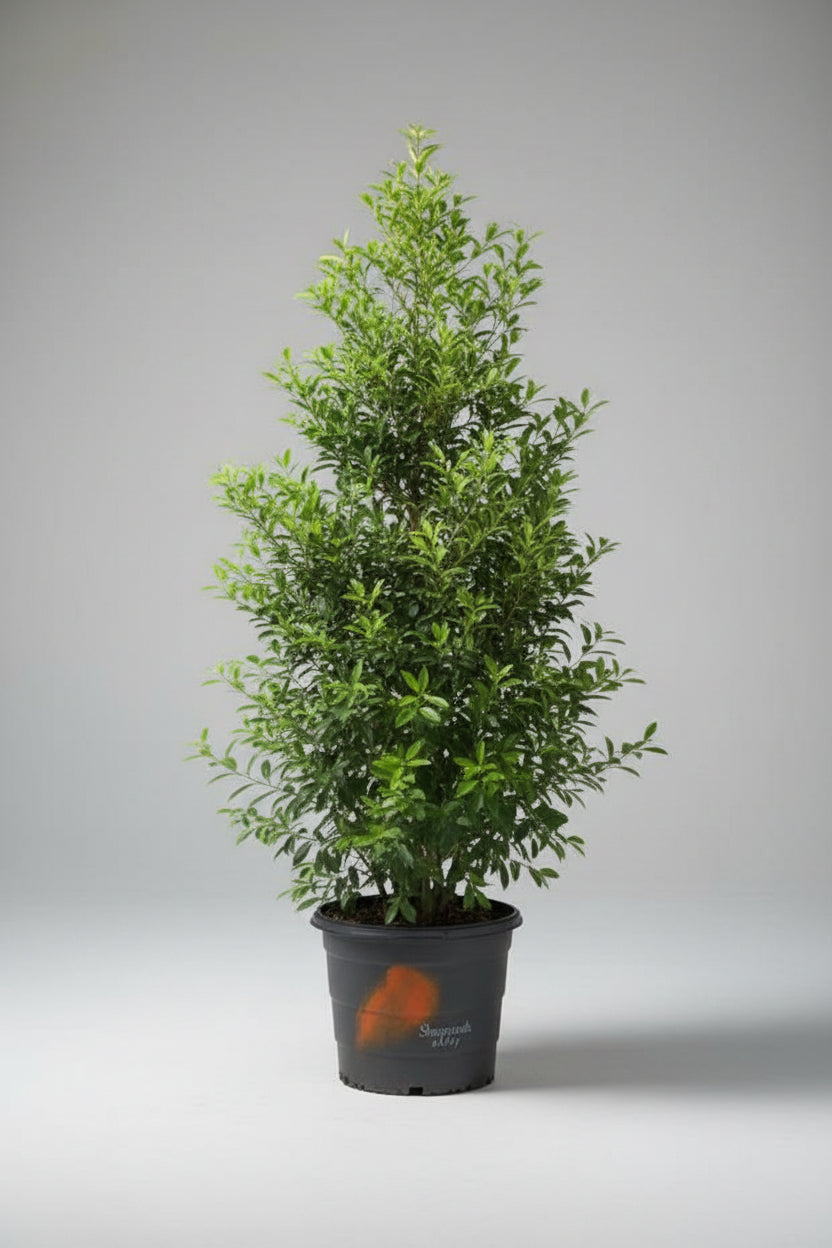 7 Gallon Savannah Holly (Ilex x attenuata 'Savannah')