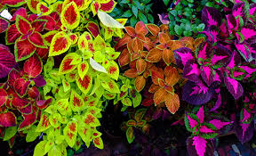 4.5" Sun Coleus Plants πΏβοΈ