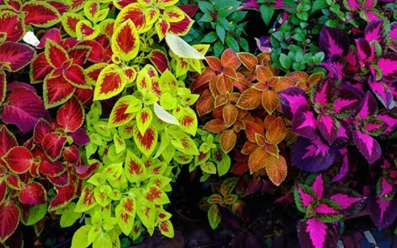 4.5" Sun Coleus Plants ๐ฟโ๏ธ