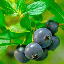 Blueberry DHHR ‘Hello Darlin’