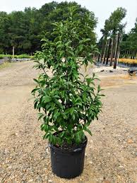 🌸 Stellar Ruby Banana Shrub – 7 Gallon