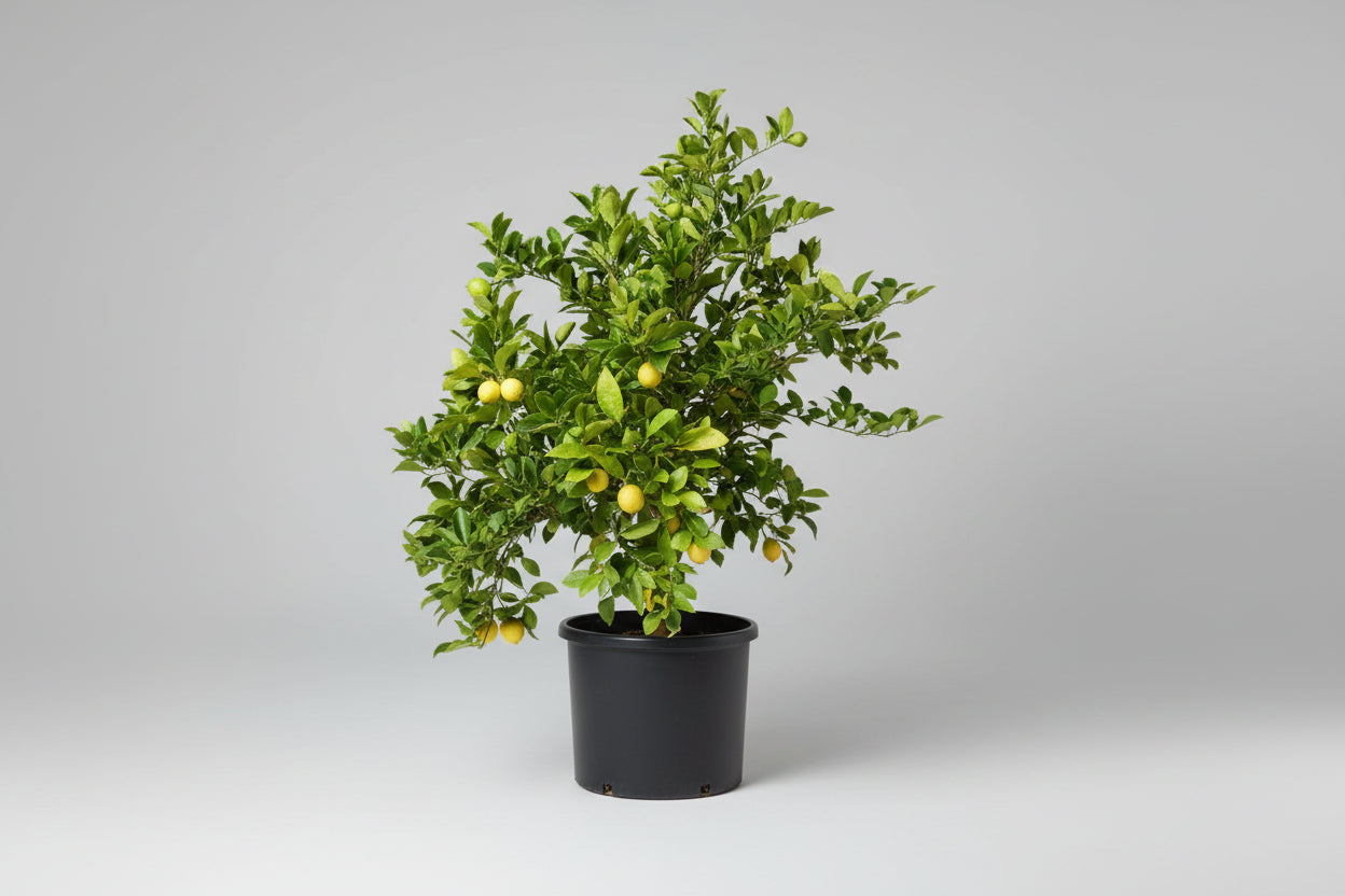 5 Gallon Key Lime Tree (Citrus aurantiifolia) 🍈🌿