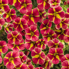 Calibrachoa (4.5" Pot)