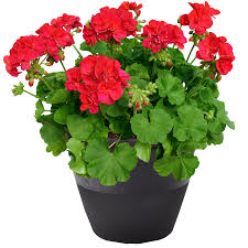 Geranium (10")