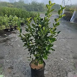Magnolia Jane (15 Gallon)