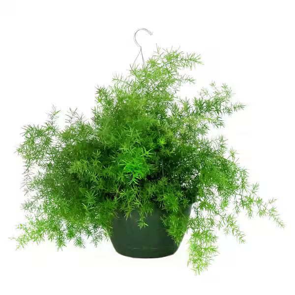 Asparagus Fern (11" HB)