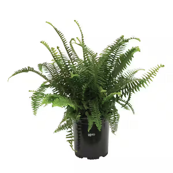 Fern 'Kimberly Queen' (1 Gal)