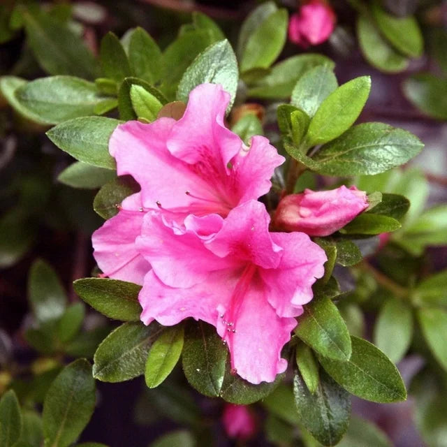 Azalea (3 Gallon)