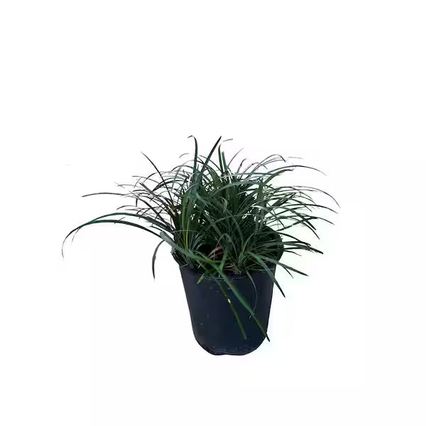Mondo Grass (1 Gallon)