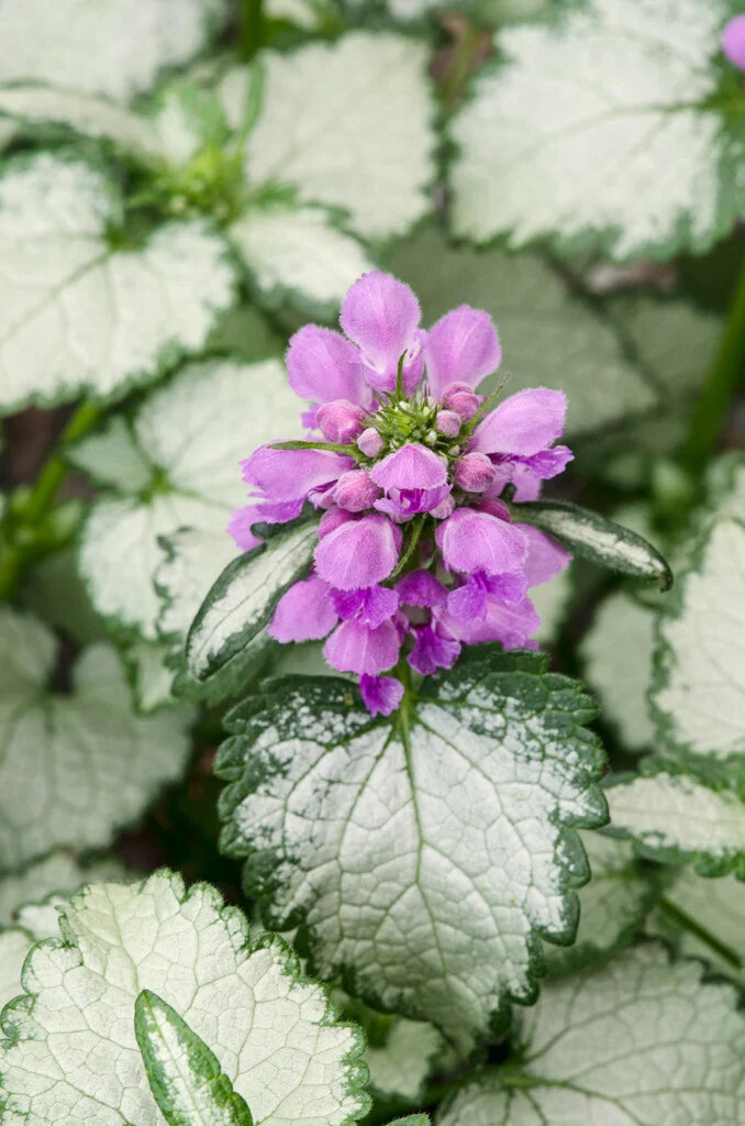 4.5" Lamium ‘Ghost’
