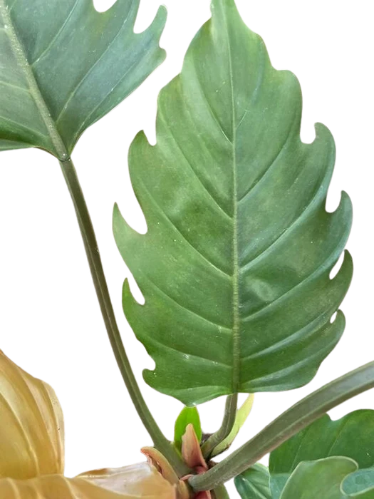 Philodendron 'Pluto' – 8" Pot