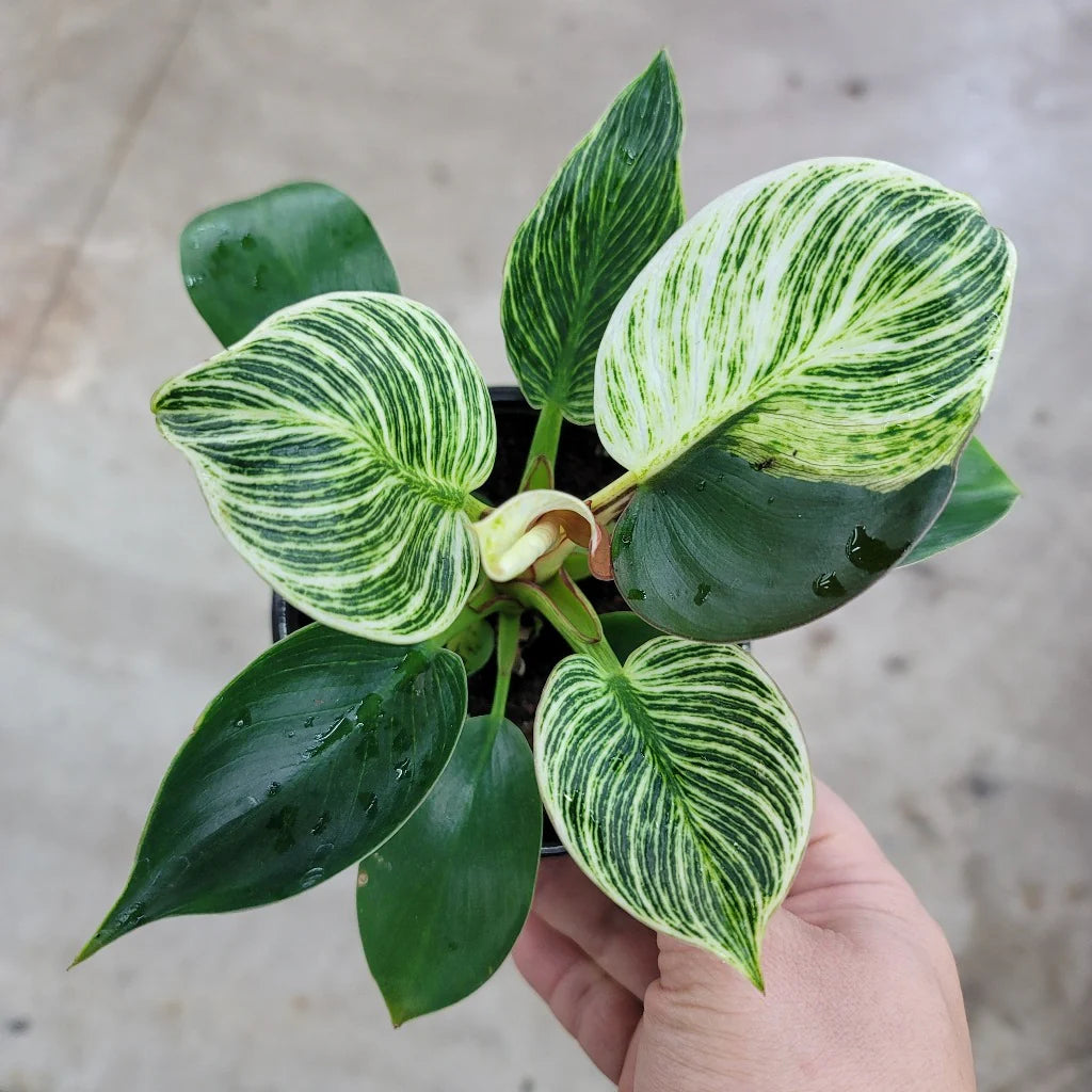 philodendron birkin varieties Philodendron birkin