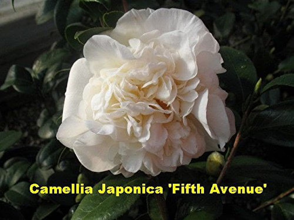 Fifth Avenue Camellia (Camellia japonica) – 1 Gallon