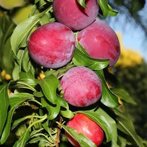 7-Gallon Plum Tree – A Gift of Sweetness, Shade & Southern Charm