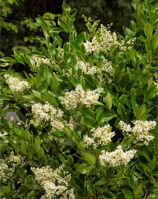 Wax Leaf Ligustrum (7 Gallon)