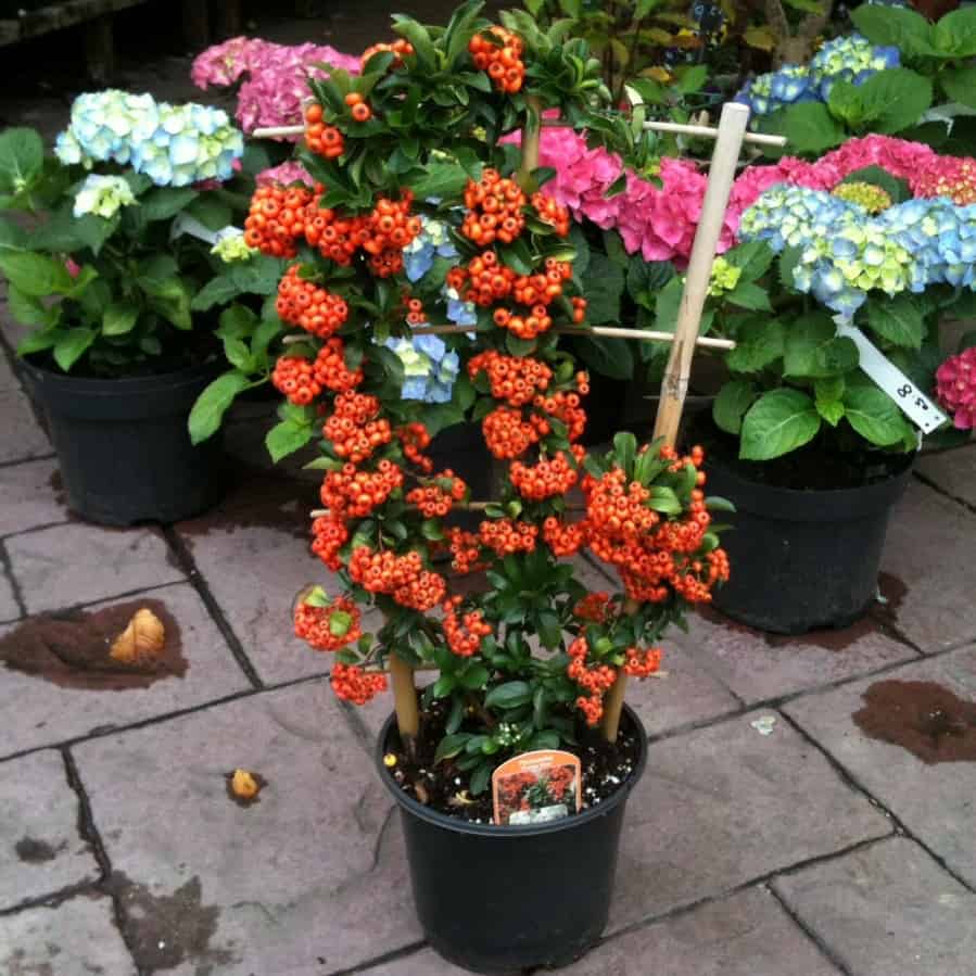 Pyracantha 'Mohave' Trellis (7 Gal)