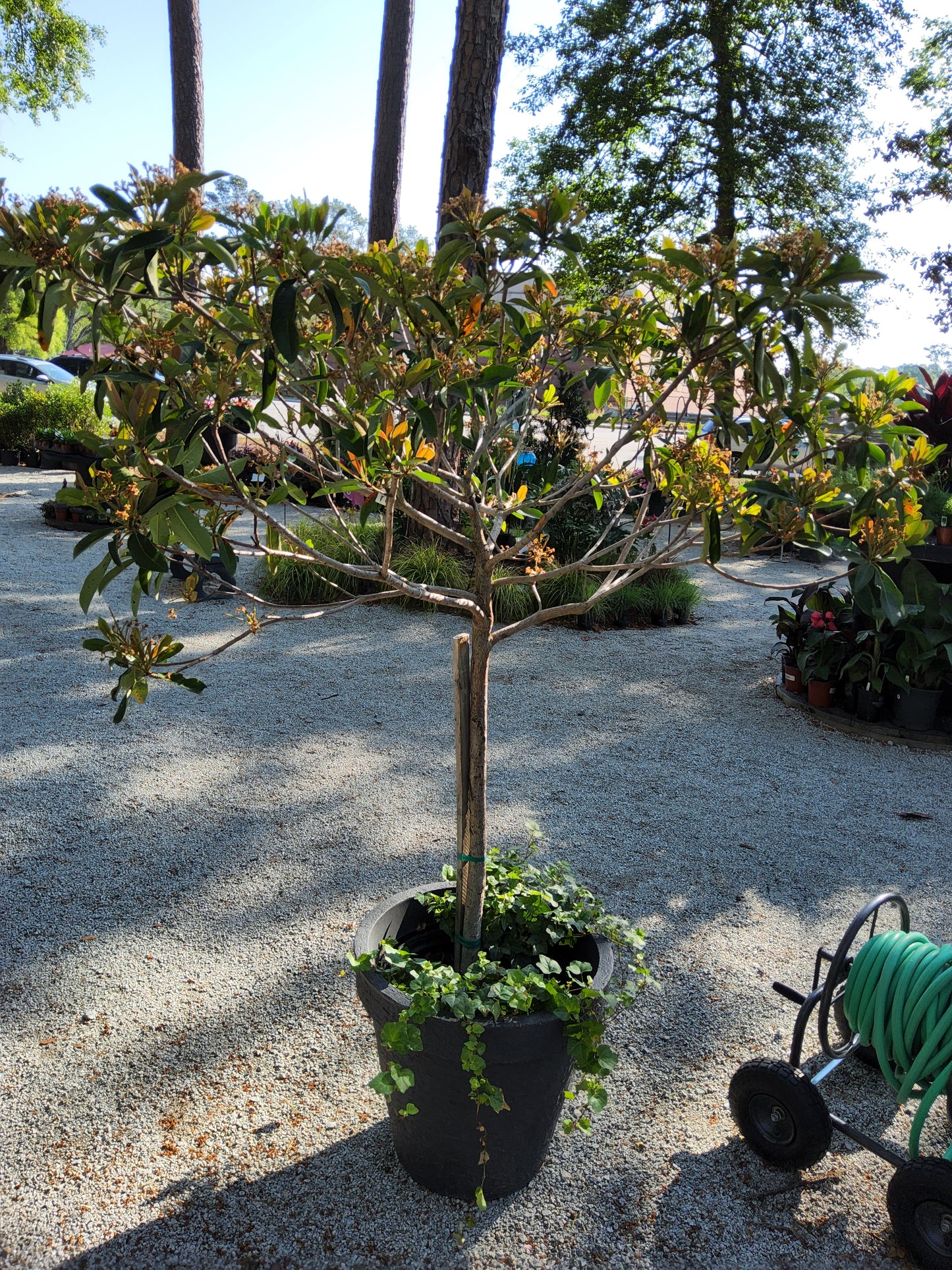 Dwarf Loquat Tree (15 Gallon) Potted