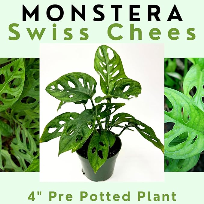 Swiss Cheese Plant 4"