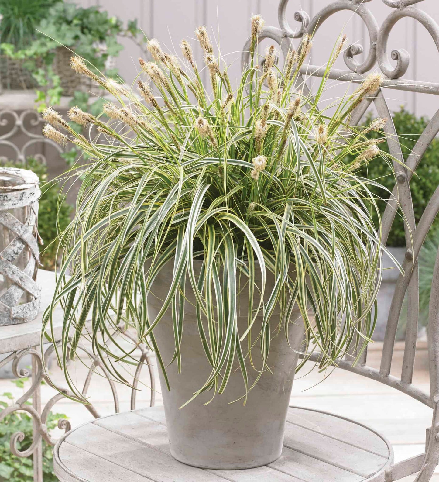 Carex Feather Falls 1 Gallon