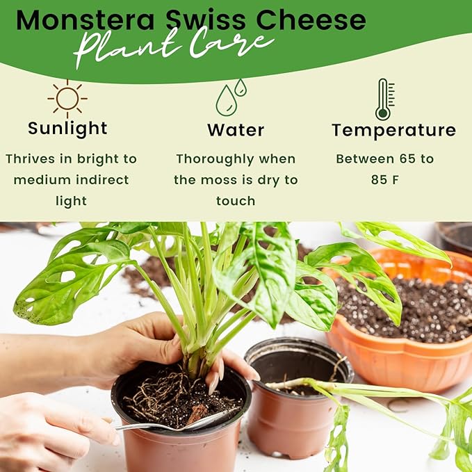 Swiss Cheese Plant 4"