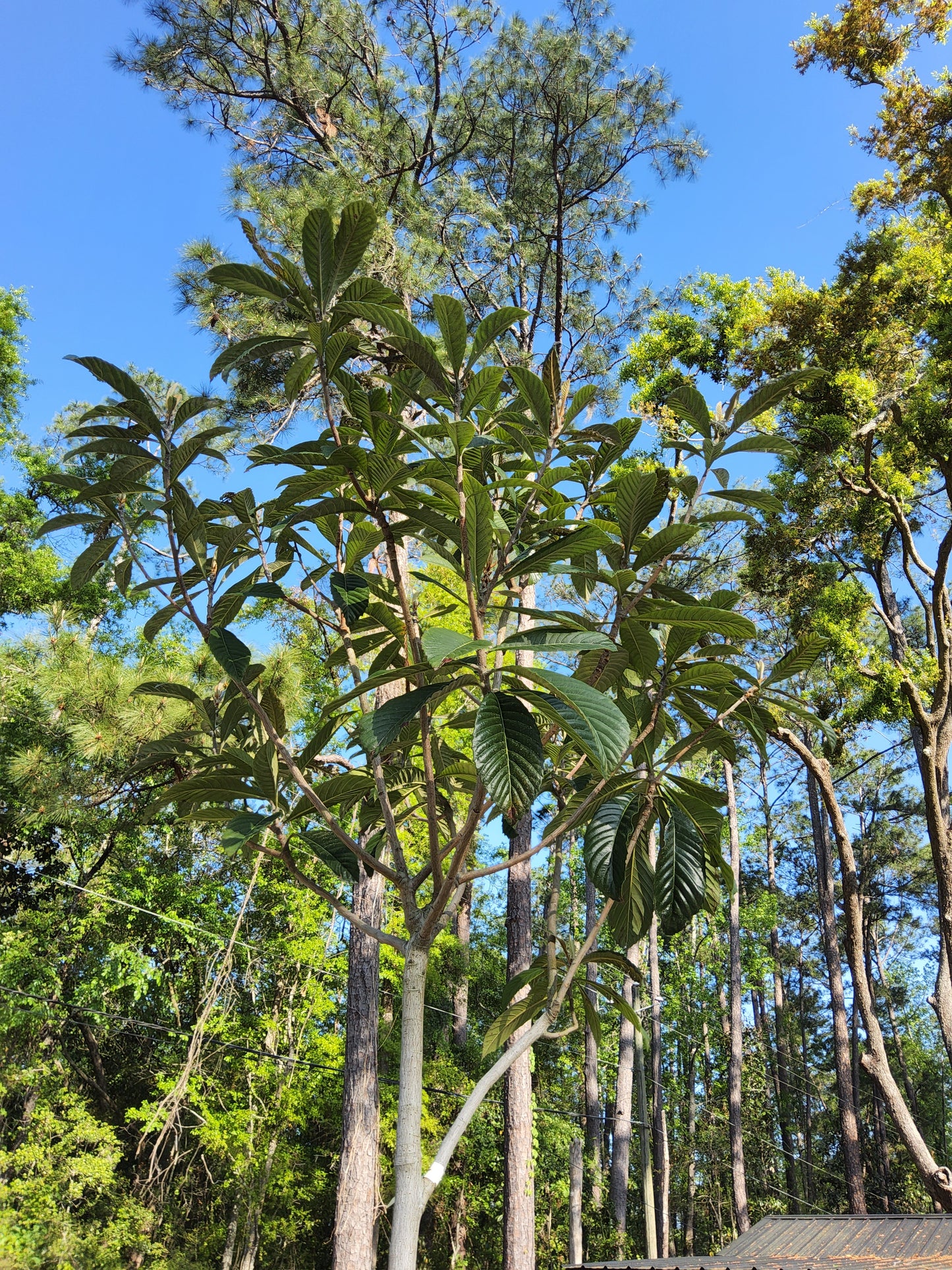 Loquat Tree (15 Gallon) in Pot with Flowers