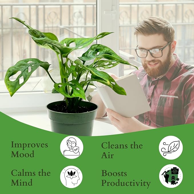 Swiss Cheese Plant 4"